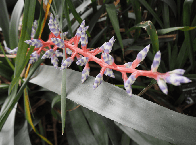 support-the-palmhouse