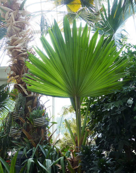 Cabbage tree palm