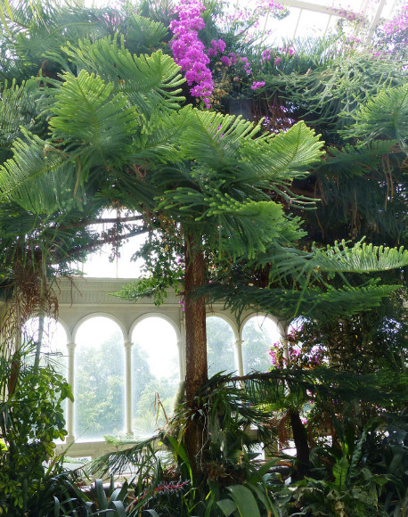 Norfolk Island Palm
