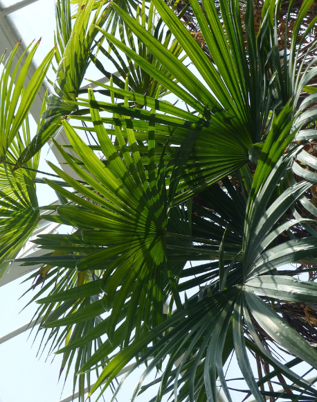 Lady Palm